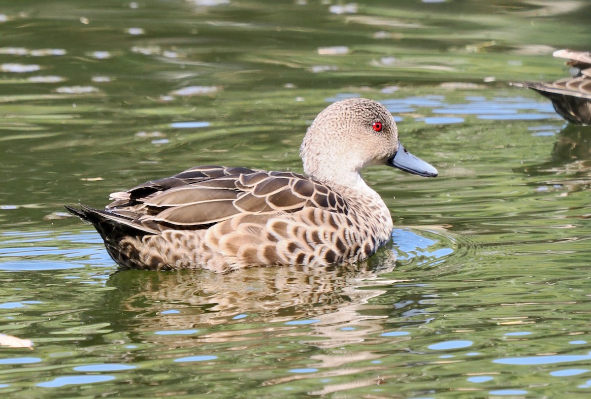 Gray Teal - ML650939955