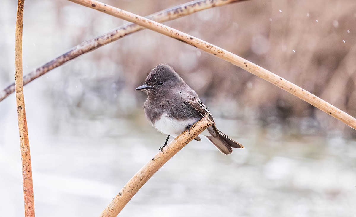 Black Phoebe - ML650939959