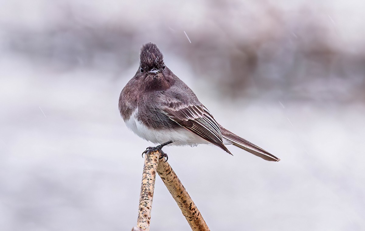 Феб чорний - ML650939965