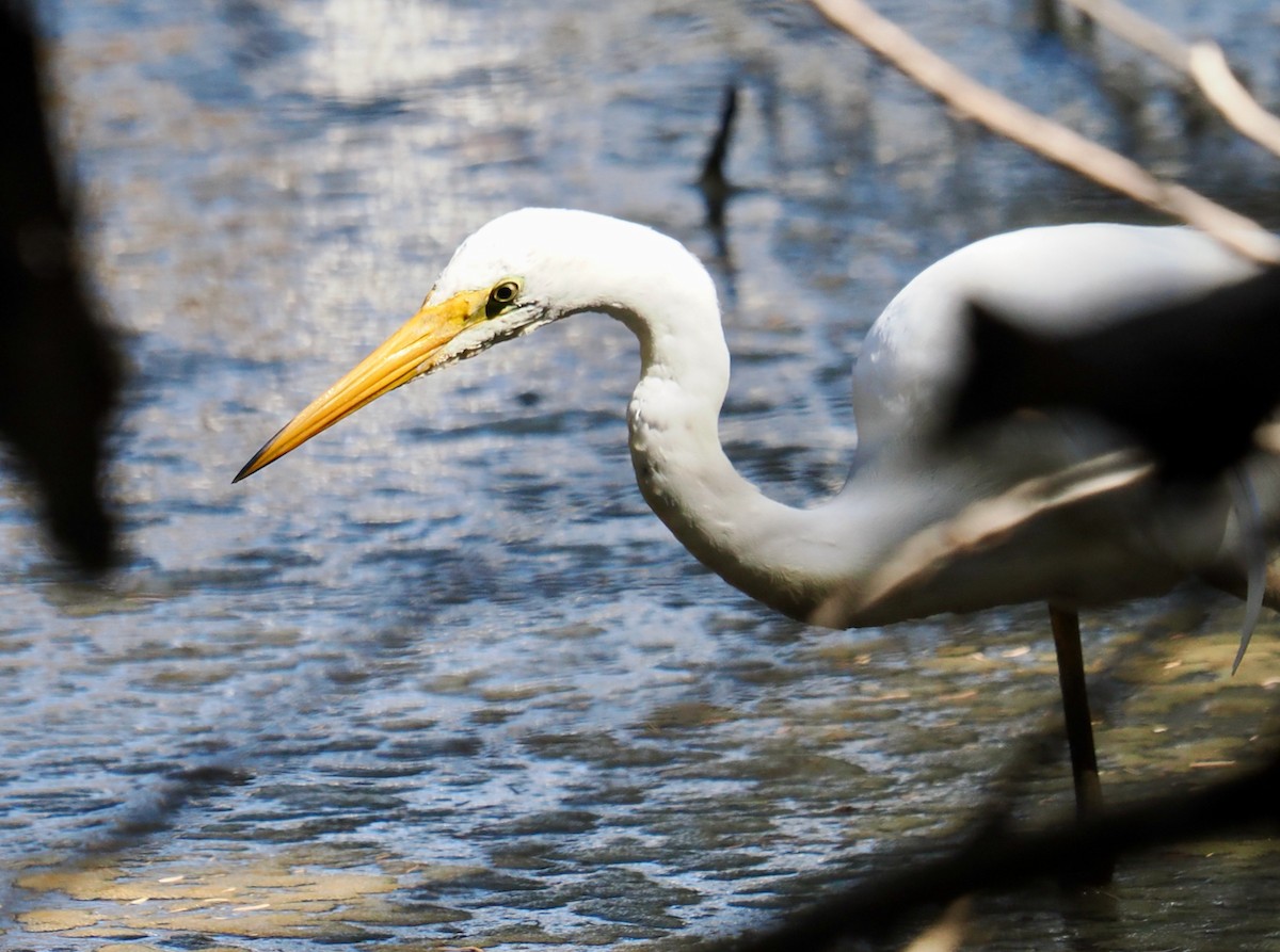 Great Egret (modesta) - ML650940014