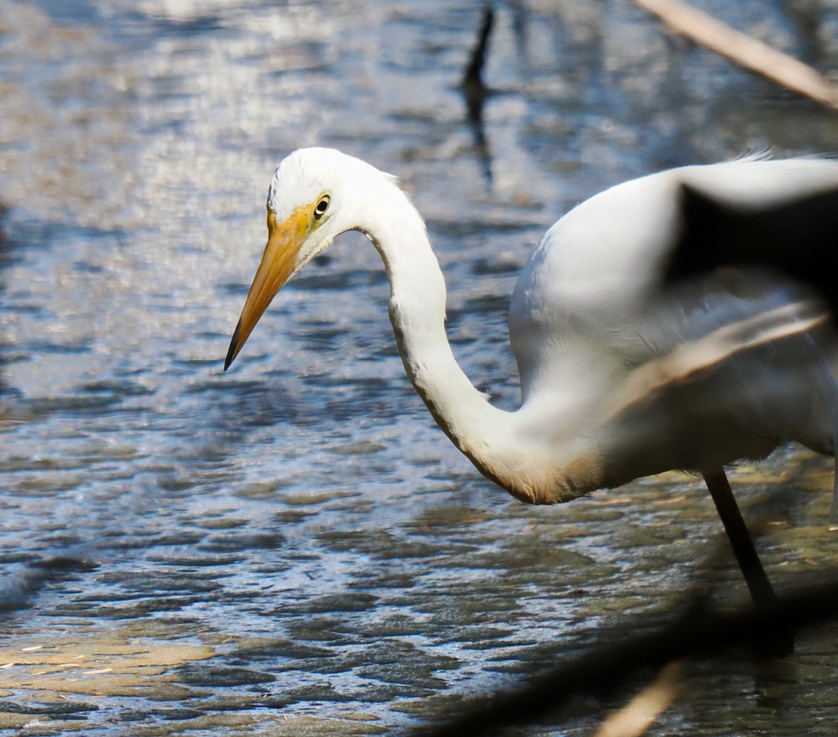 Great Egret (modesta) - ML650940015