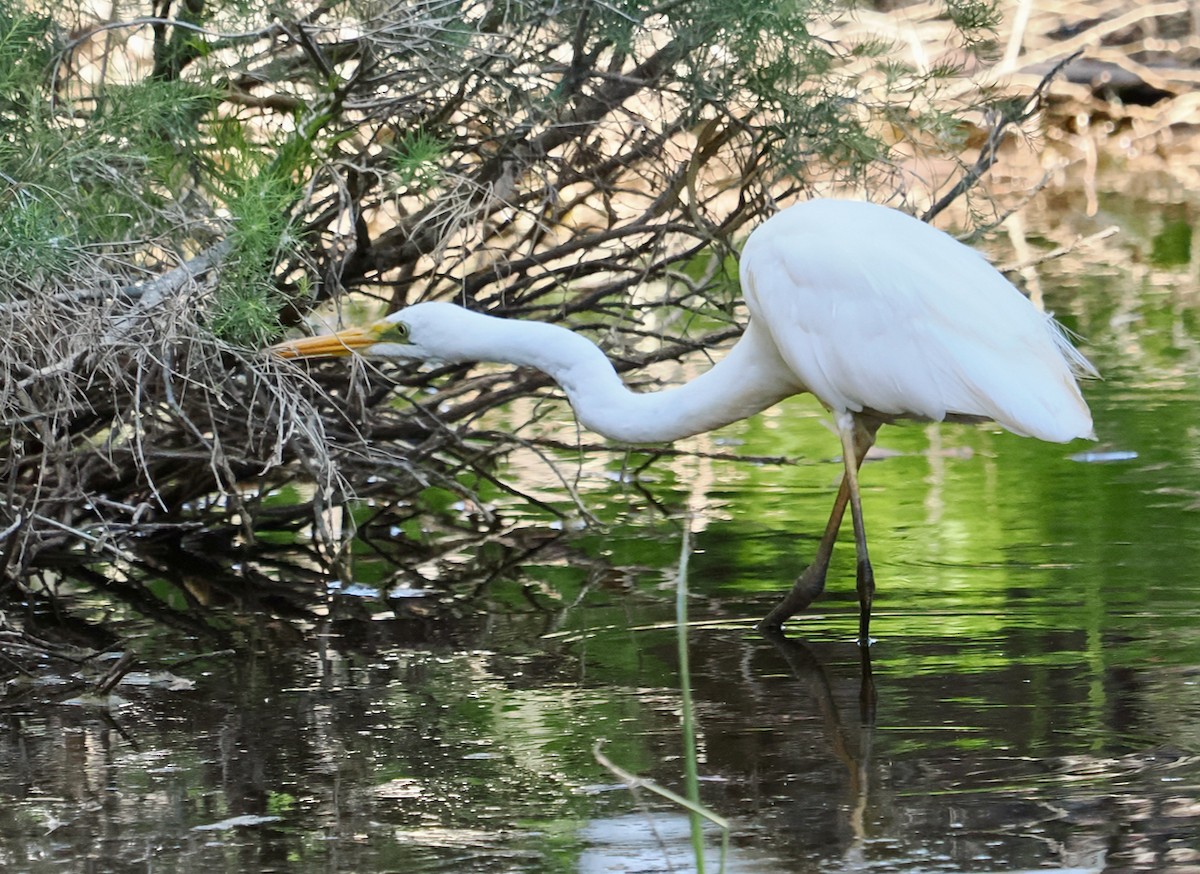 Great Egret (modesta) - ML650940016