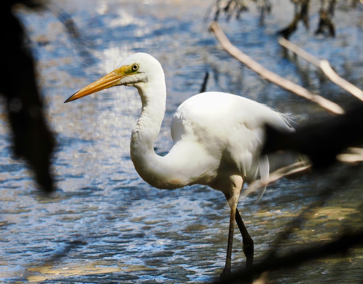 Great Egret (modesta) - ML650940017