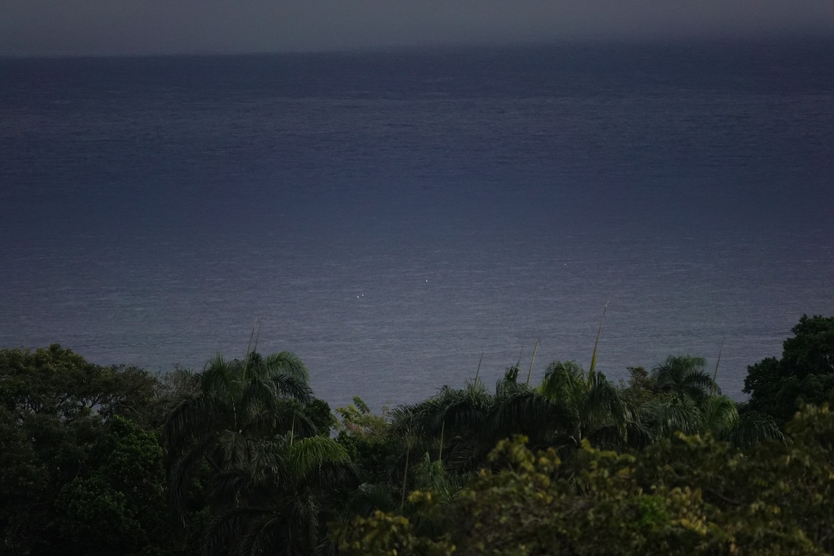 シラオネッタイチョウ - ML650940133