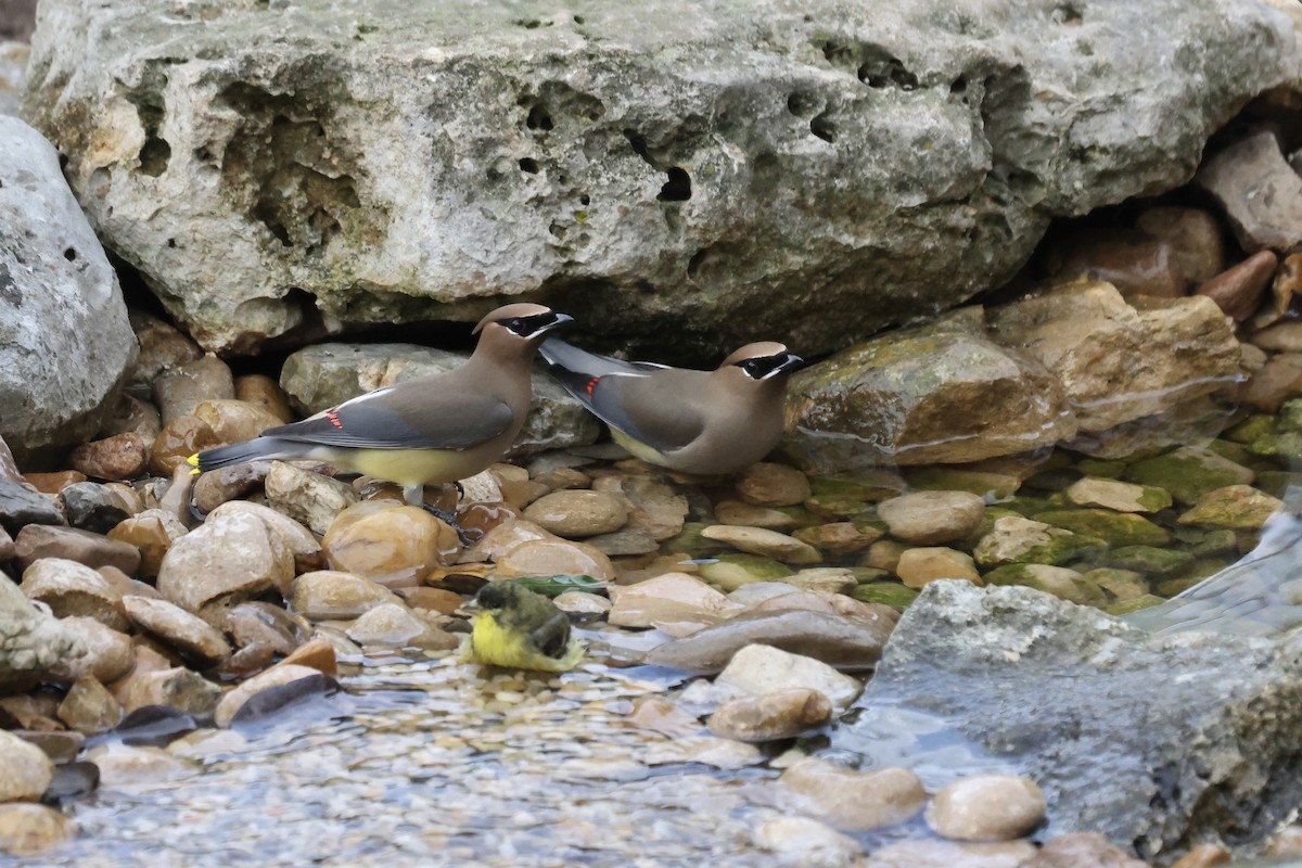 Cedar Waxwing - ML650940498