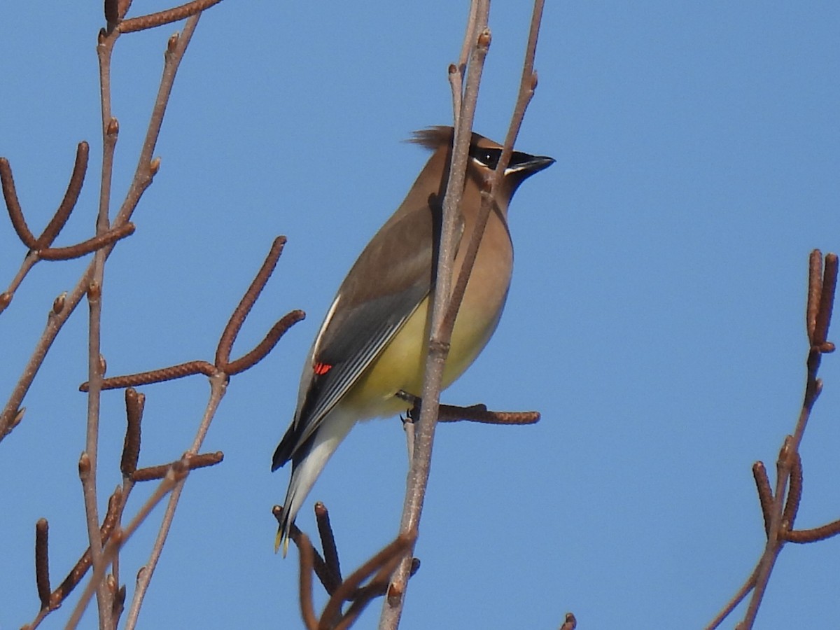 Cedar Waxwing - ML650940512