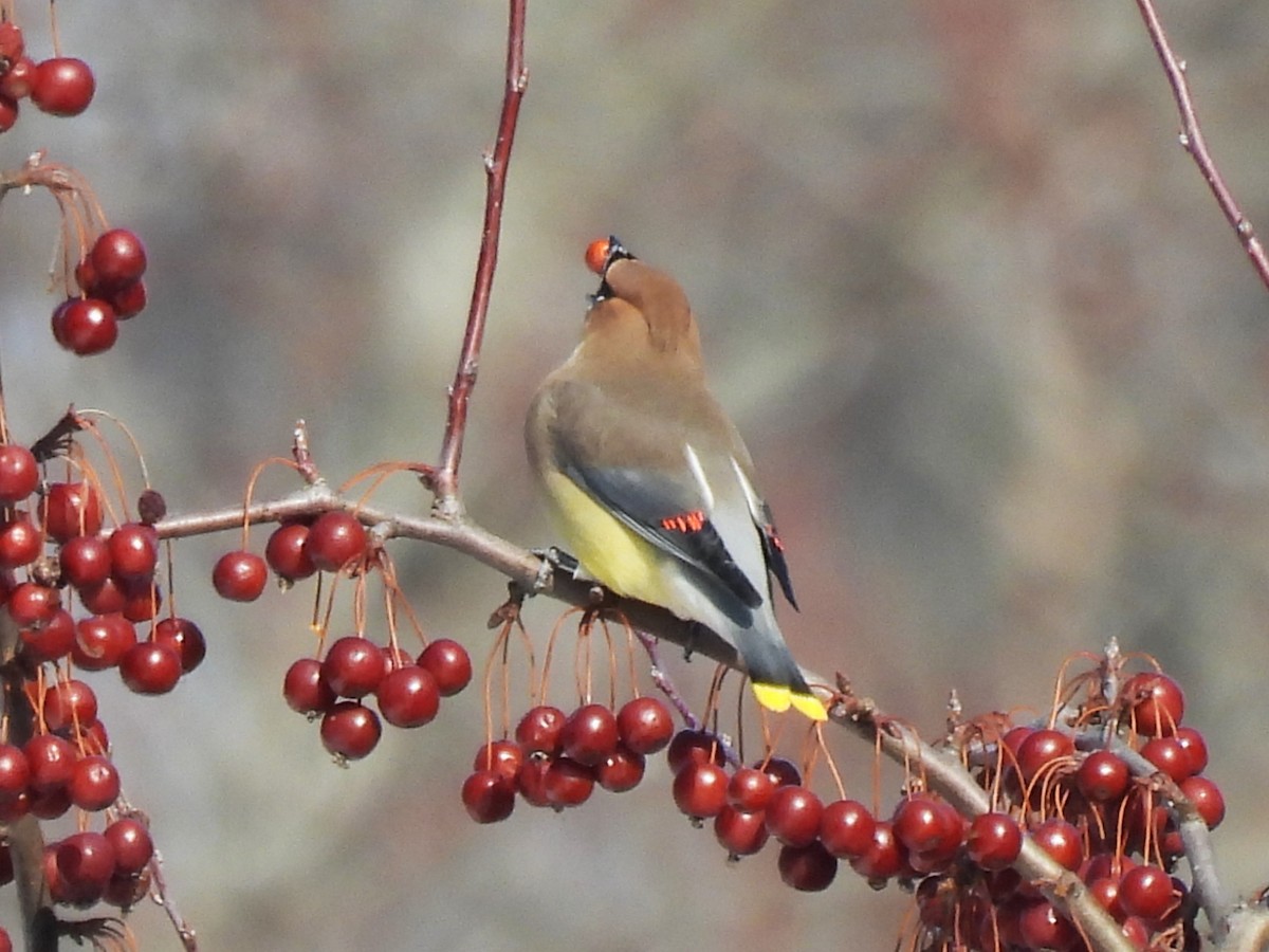 Cedar Waxwing - ML650940514