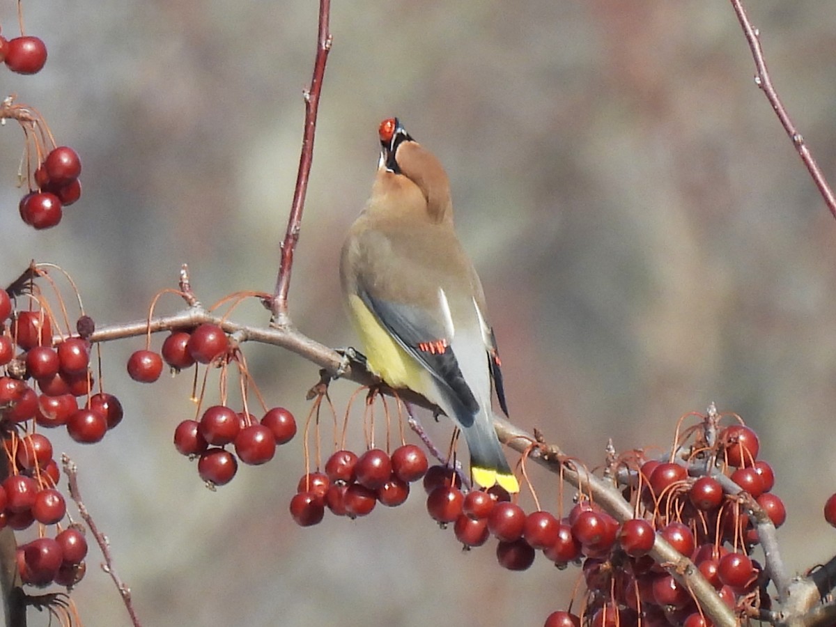 Cedar Waxwing - ML650940515
