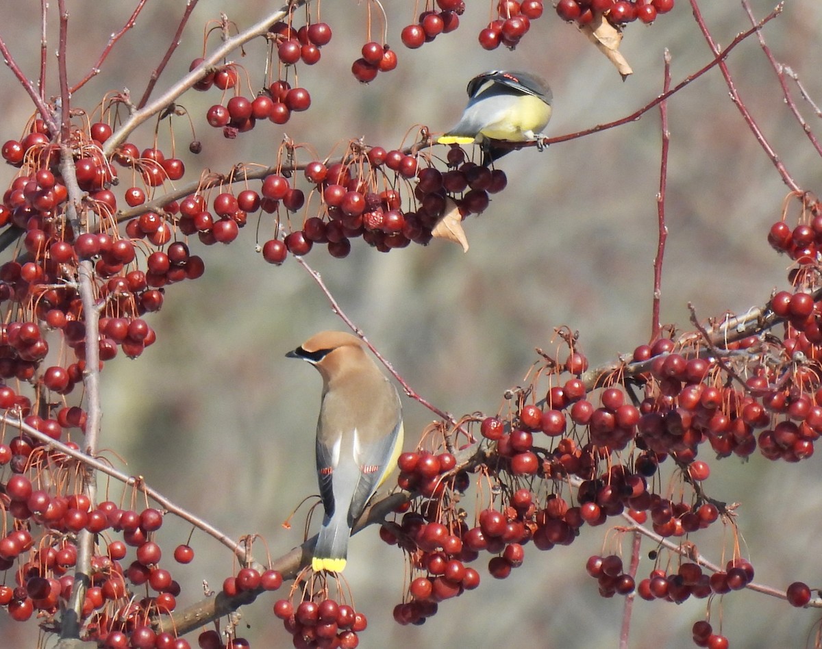 Cedar Waxwing - ML650940517
