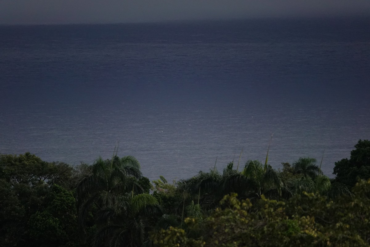 シラオネッタイチョウ - ML650940642