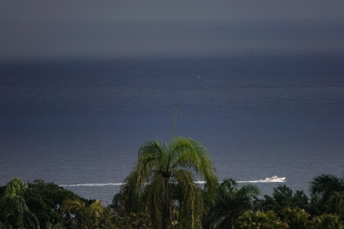 シラオネッタイチョウ - ML650941048