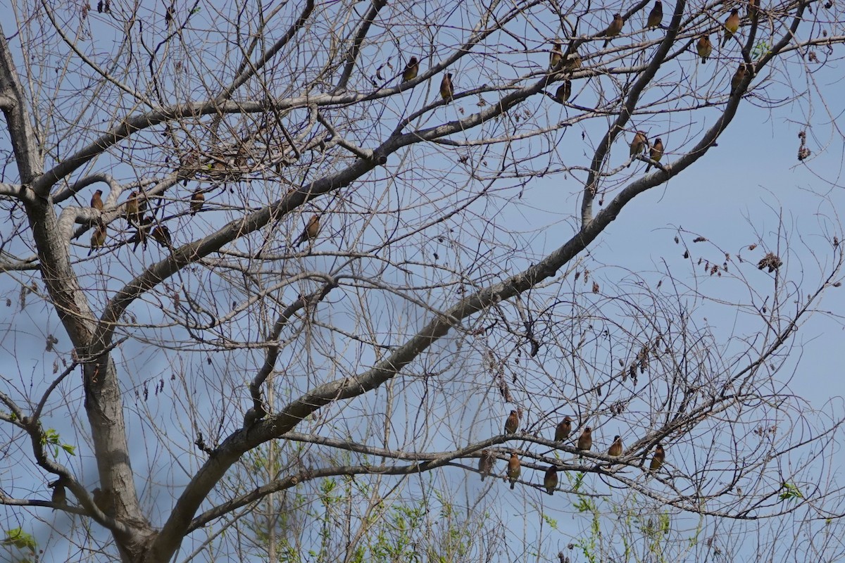 Cedar Waxwing - ML650941260
