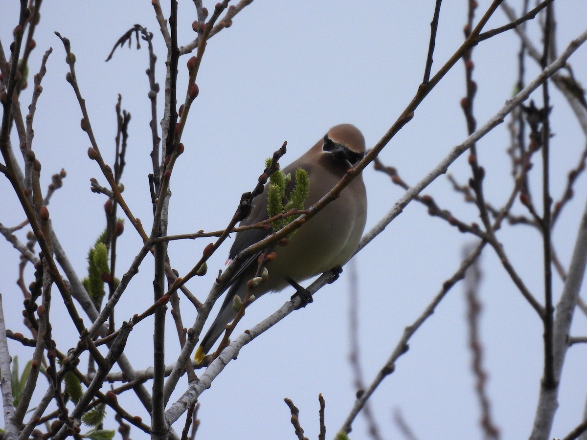 Cedar Waxwing - ML650941301