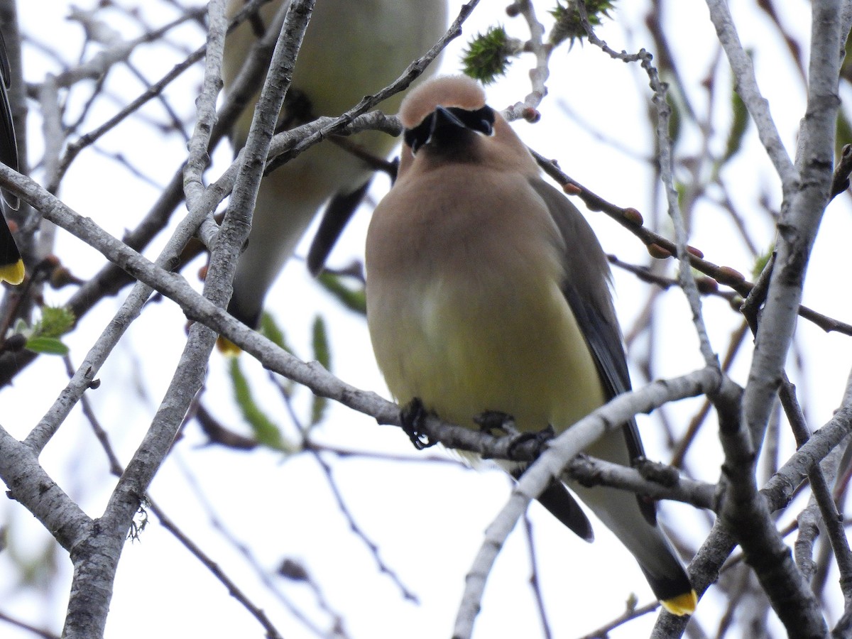 Cedar Waxwing - ML650941302