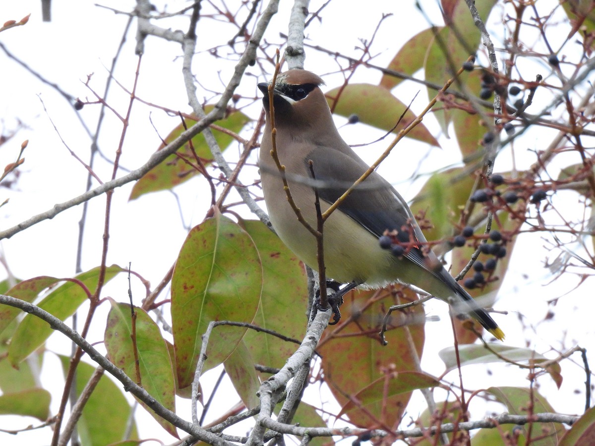 Cedar Waxwing - ML650941303