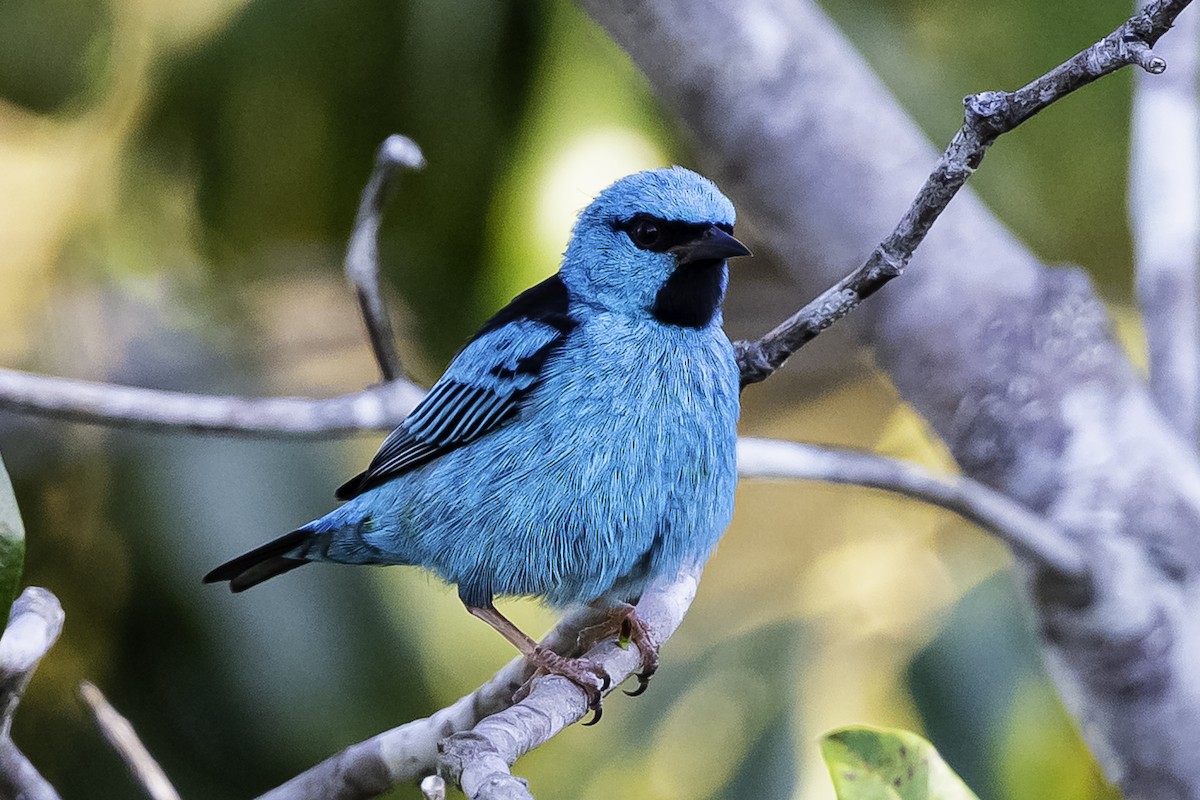 ヒワミツドリ - ML650941395