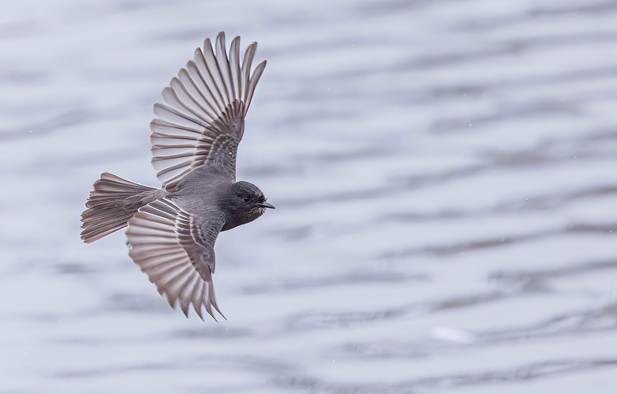 Феб чорний - ML650941459