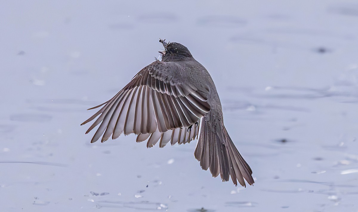 Феб чорний - ML650941530