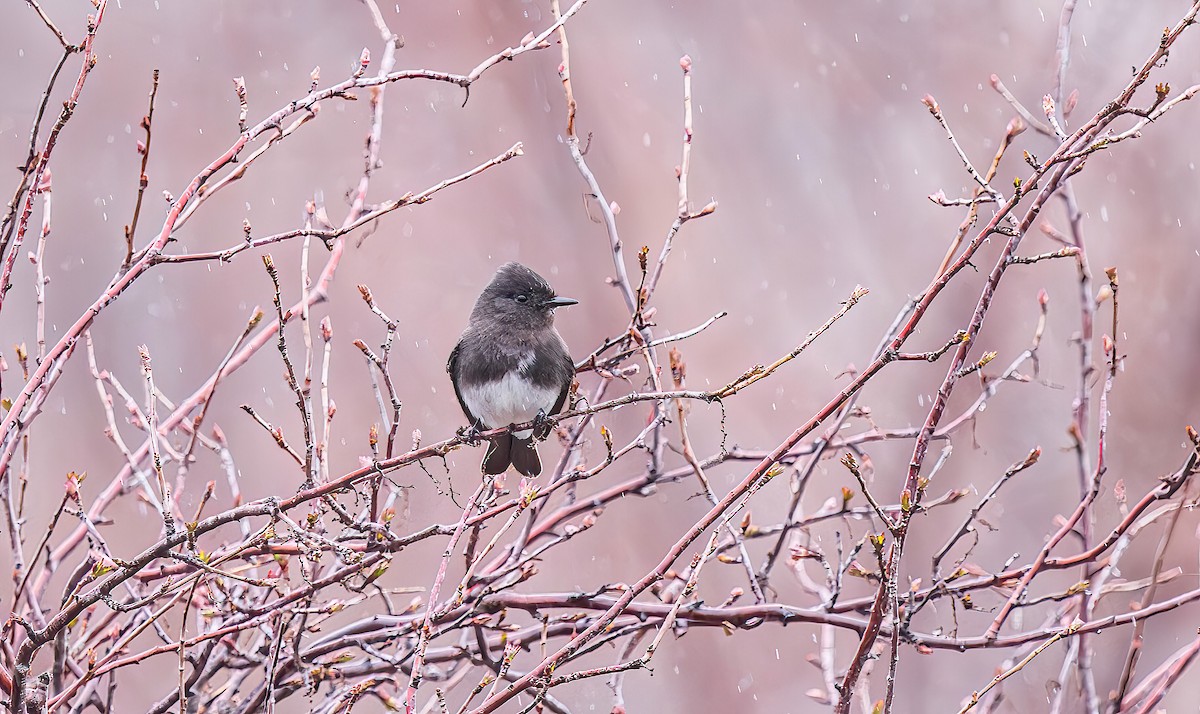 Феб чорний - ML650941538