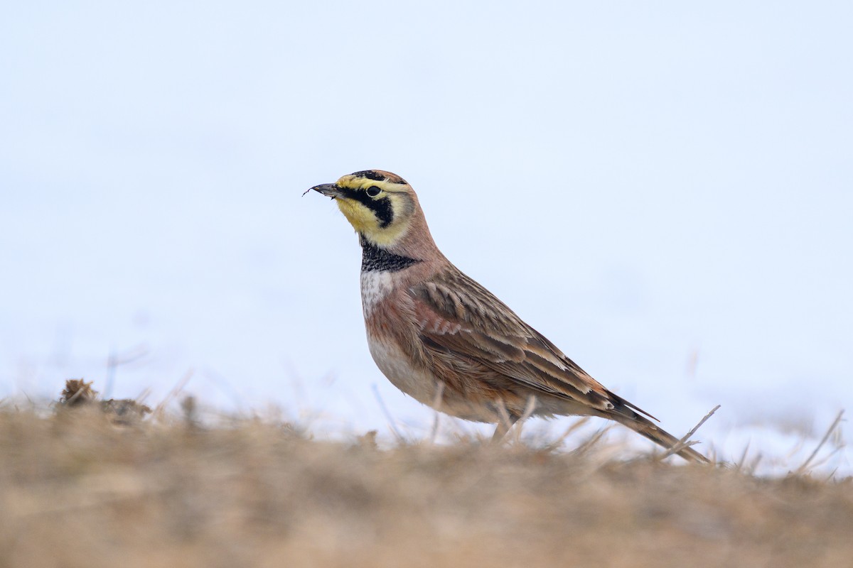 Horned Lark - ML650941823