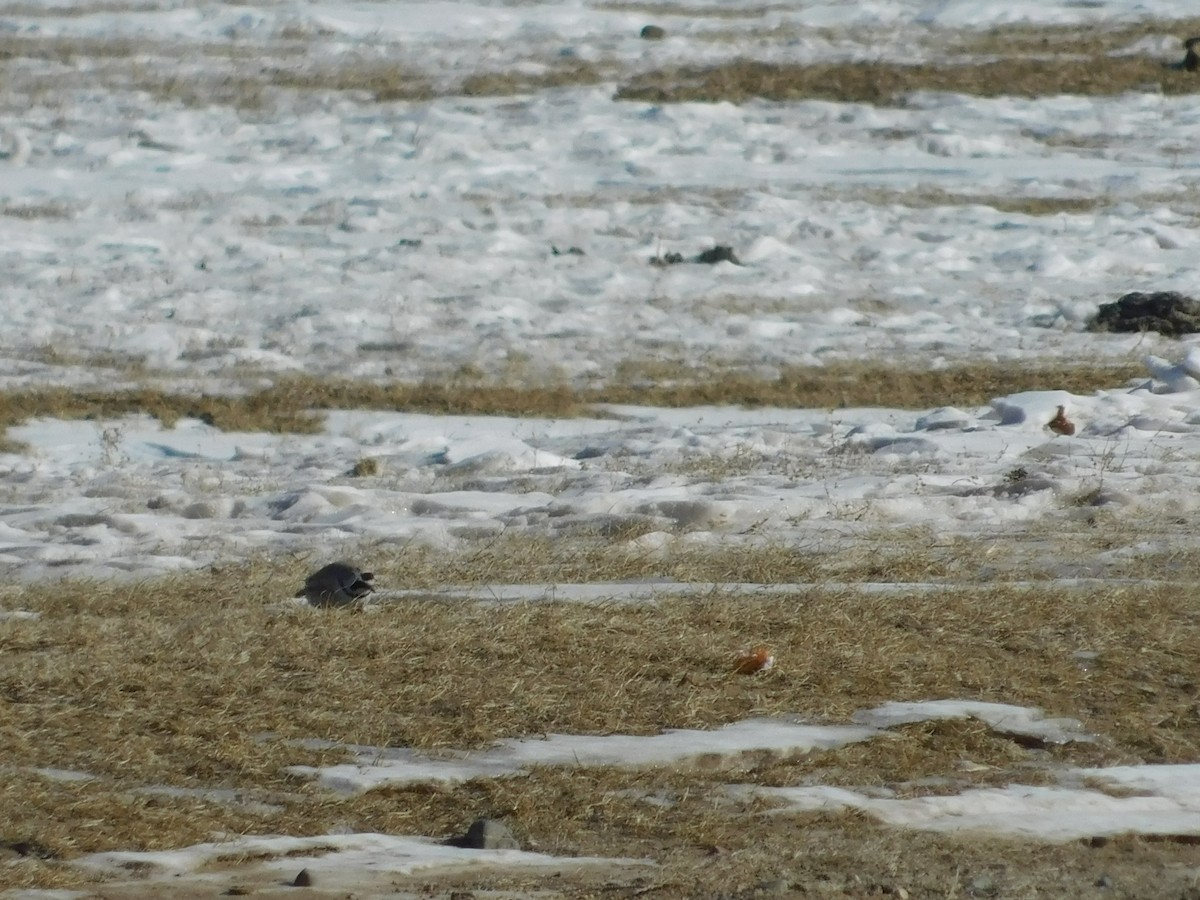 Horned Lark - ML650941924