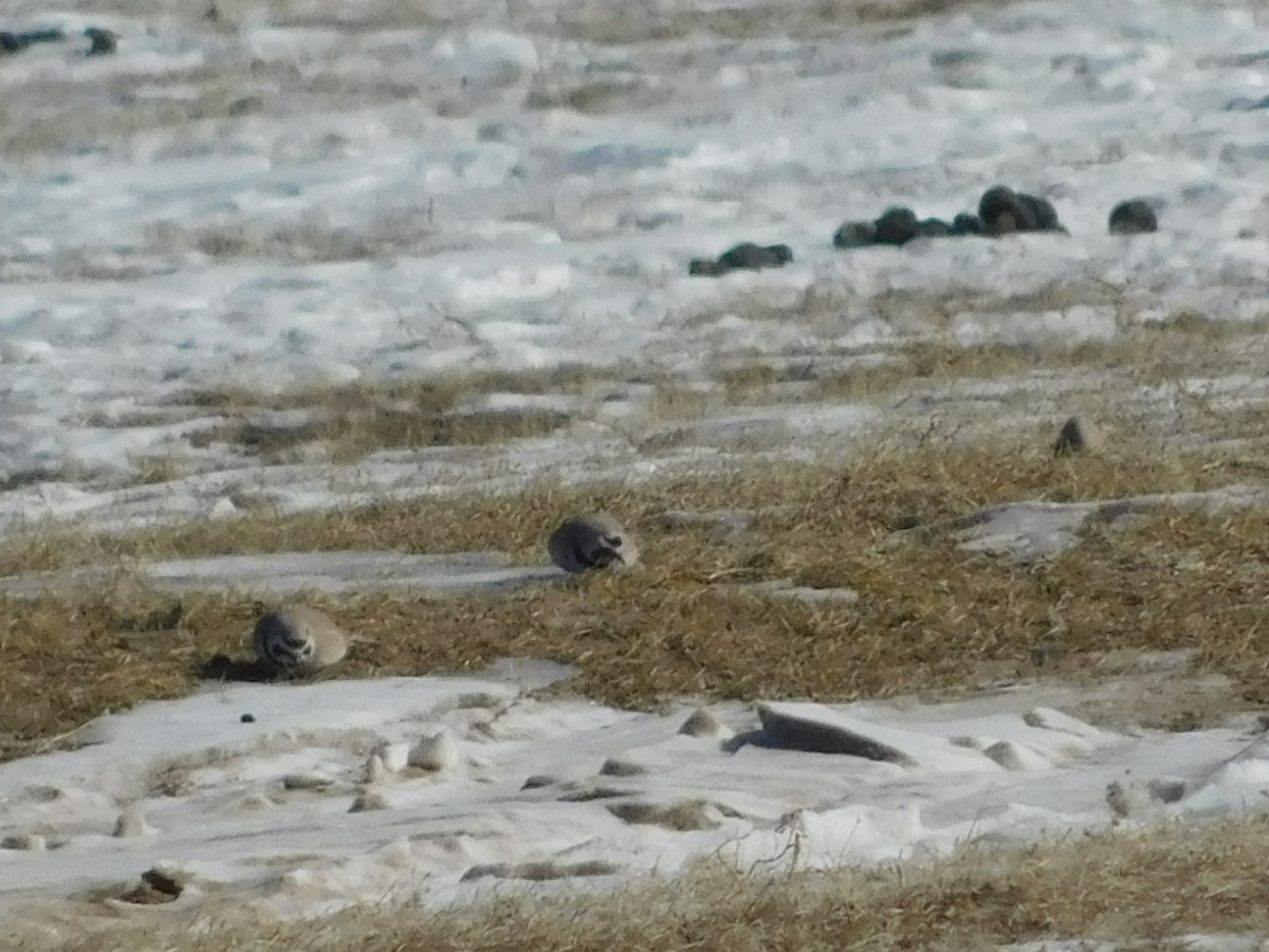 Horned Lark - ML650941925