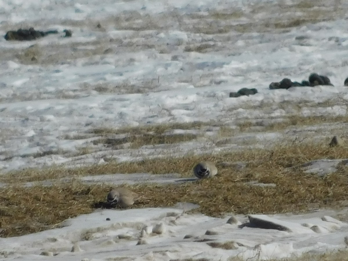 Horned Lark - ML650941926