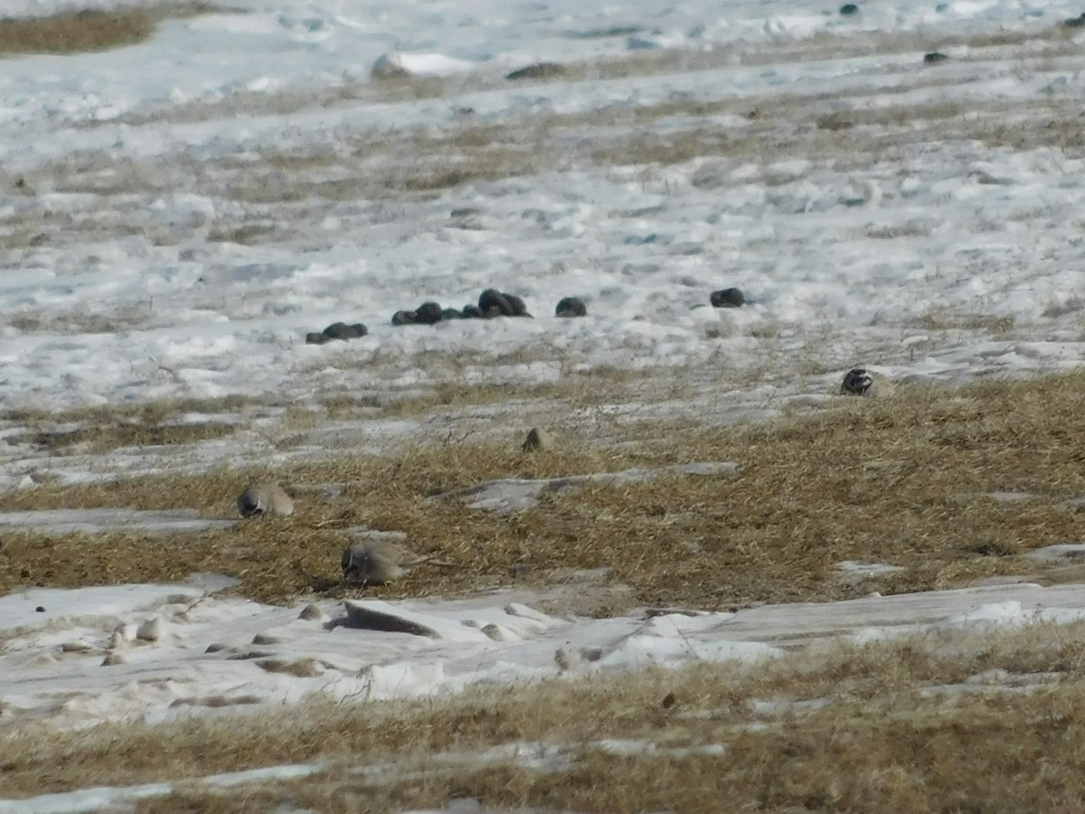 Horned Lark - ML650941927