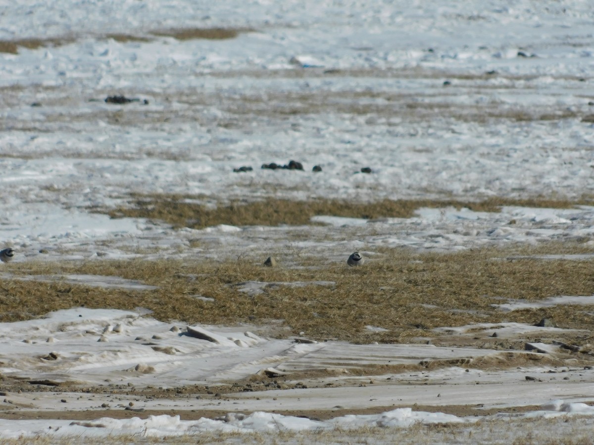 Horned Lark - ML650941928