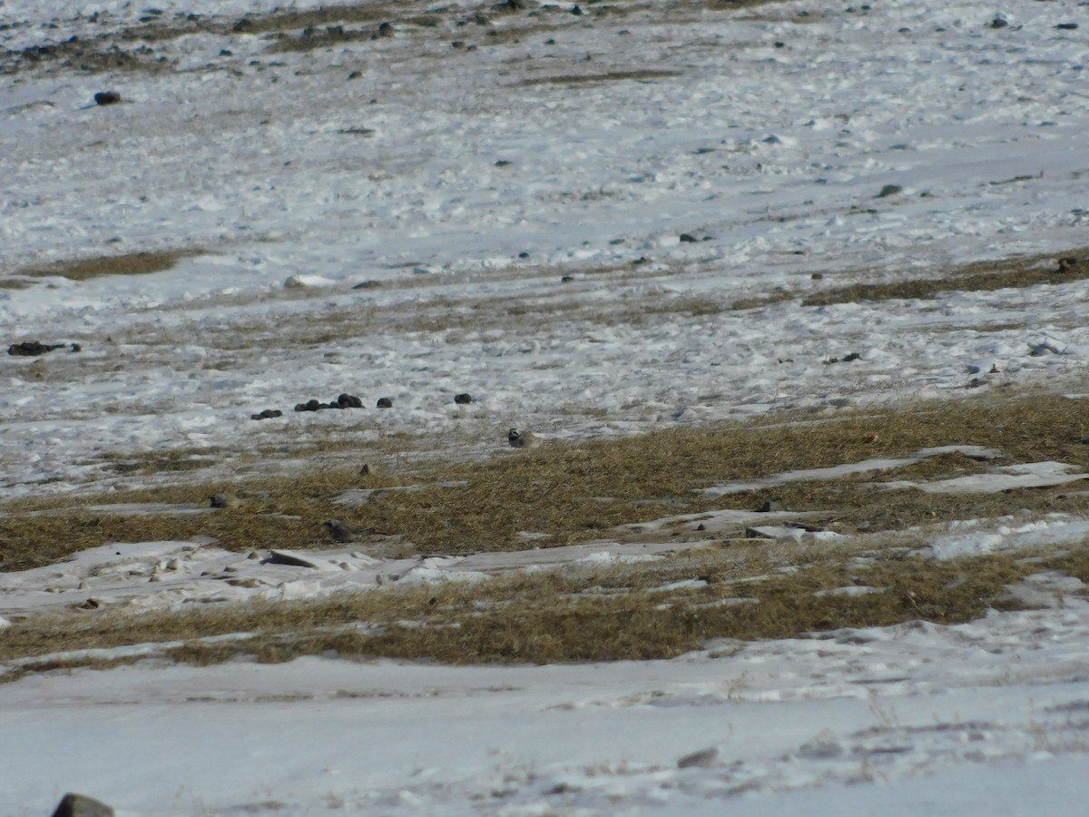 Horned Lark - ML650941929