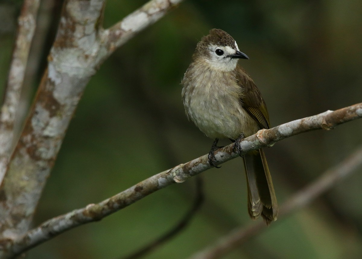 hvitfjesbylbyl - ML650942221