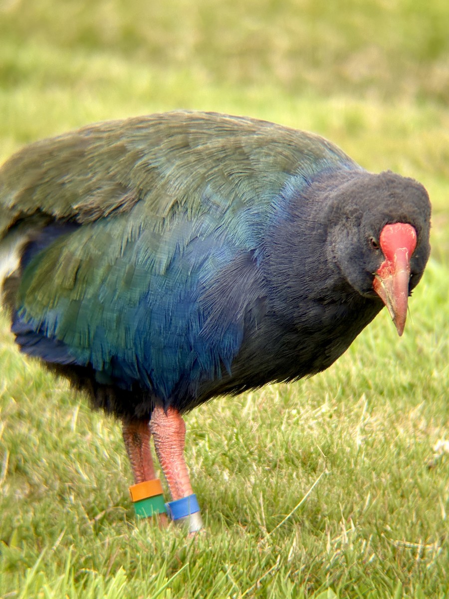 South Island Takahe - ML650943590