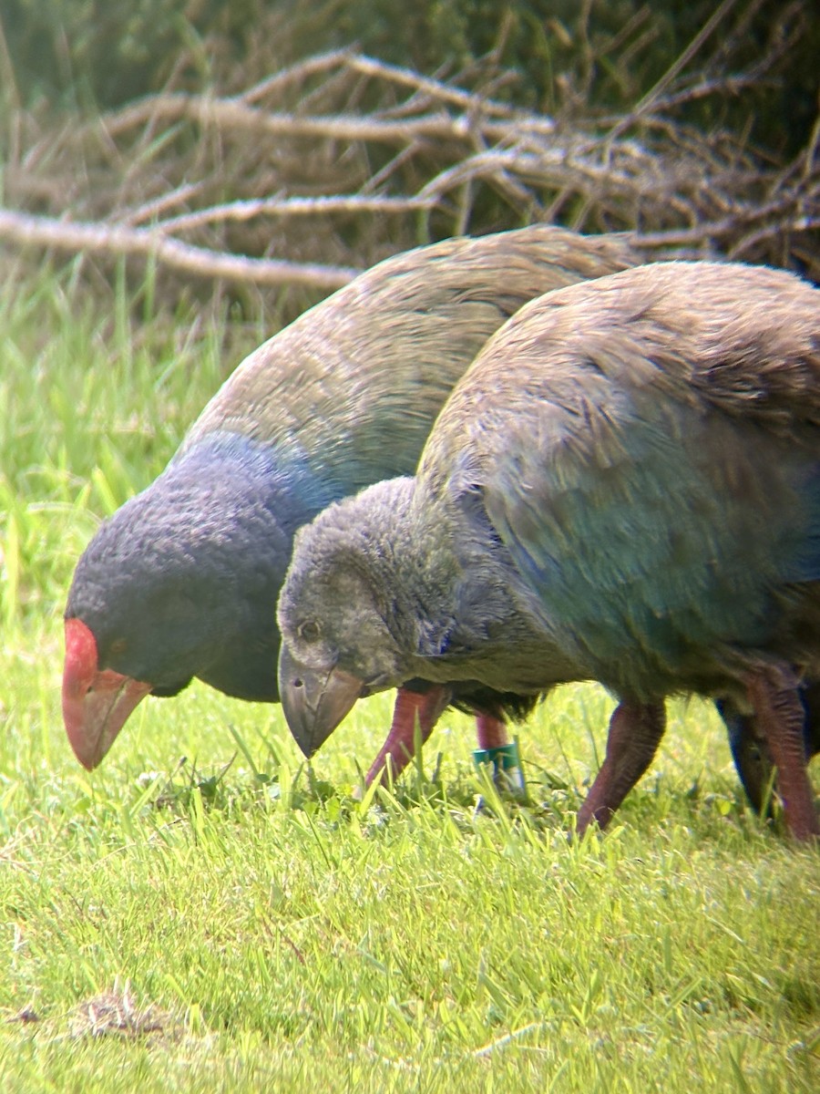 South Island Takahe - ML650943592
