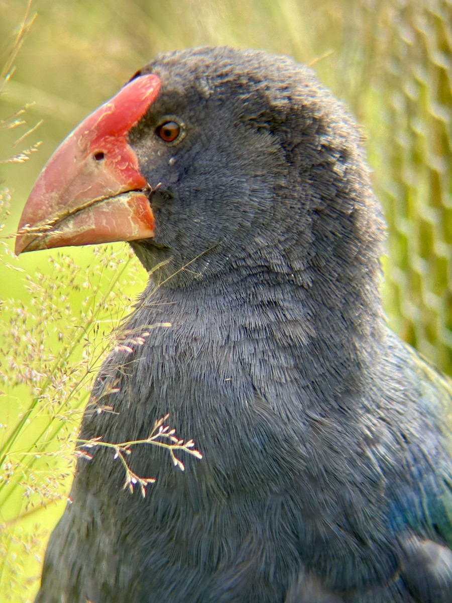 South Island Takahe - ML650943596