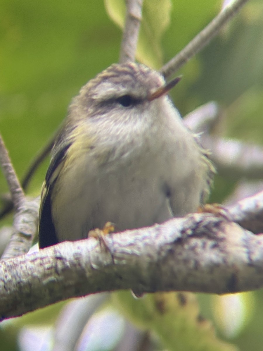 Rifleman - ML650943604