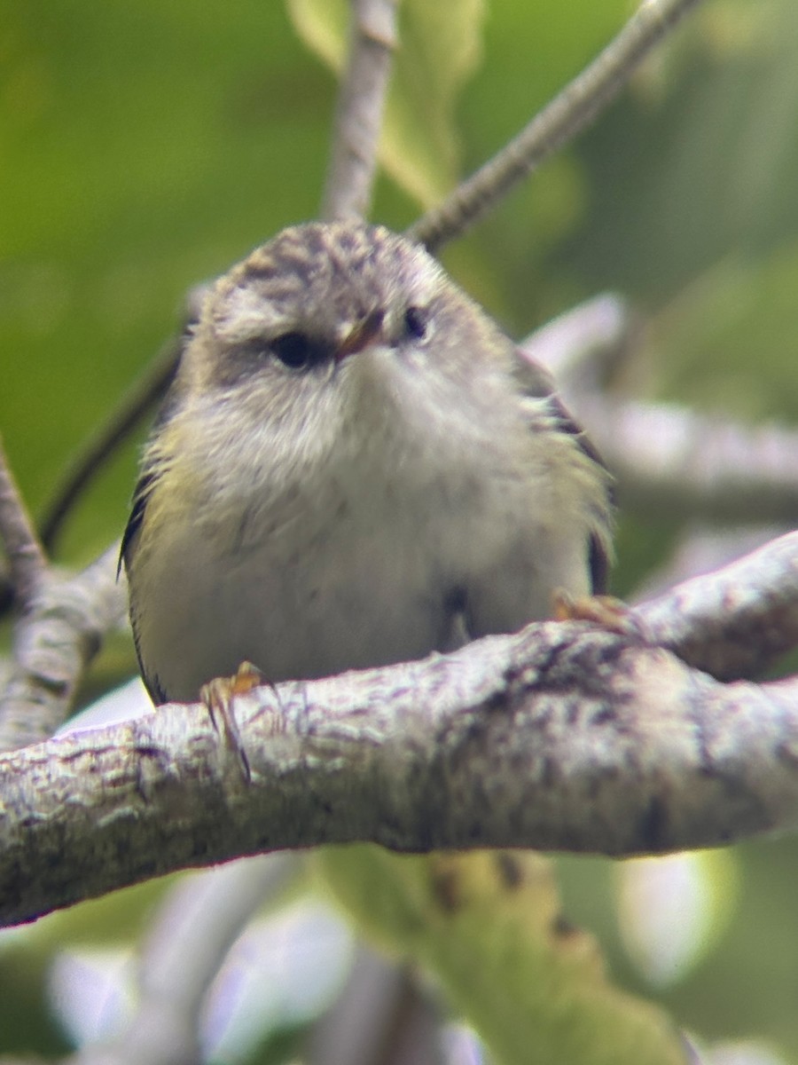 Rifleman - ML650943608