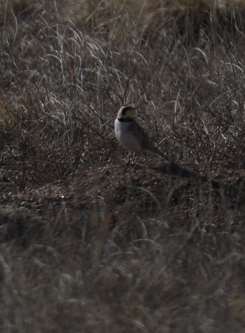 Horned Lark - ML650944281