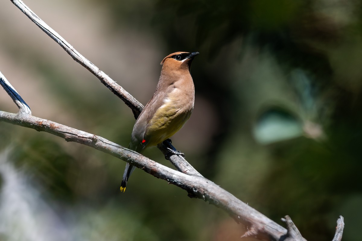 ヒメレンジャク - ML650944460