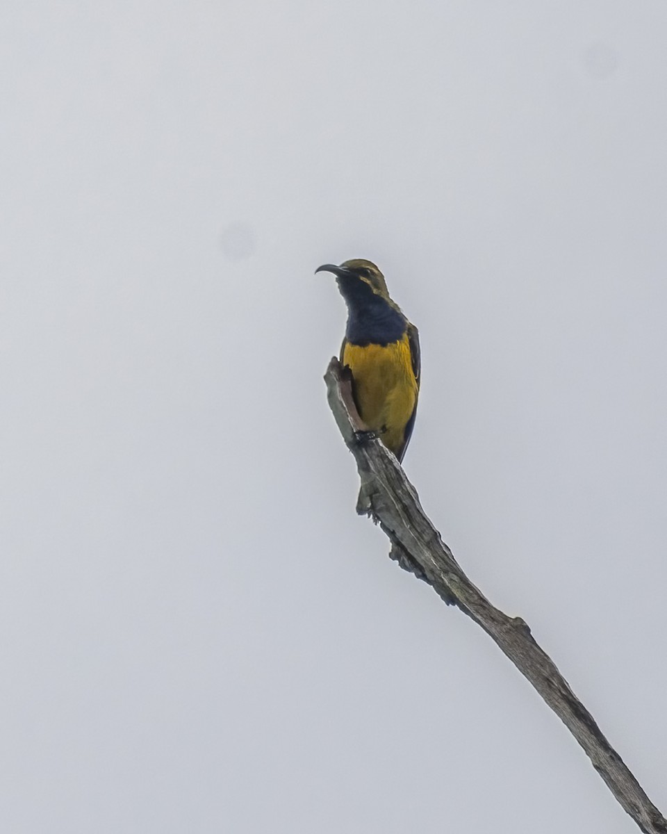 Sahul Sunbird - ML650944531