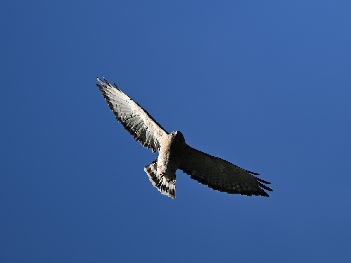 Broad-winged Hawk - ML650944949