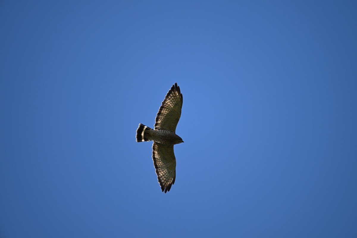 Broad-winged Hawk - ML650944997