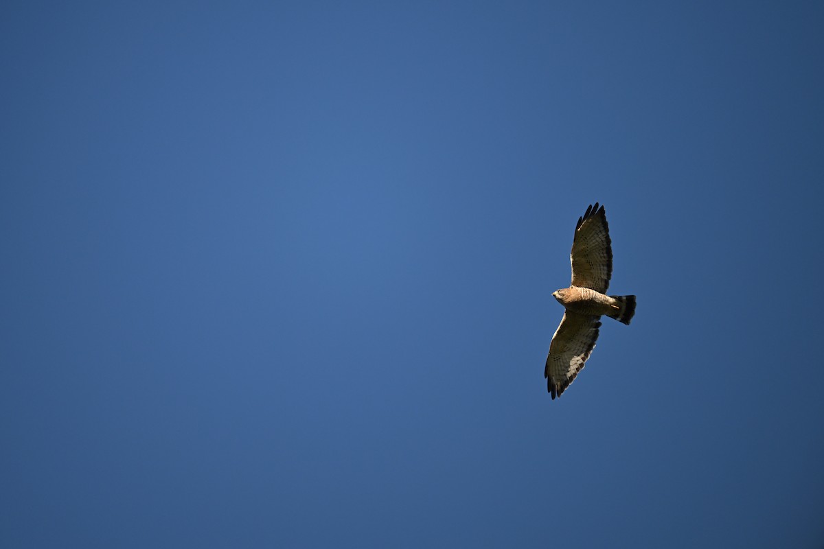 Broad-winged Hawk - ML650945020
