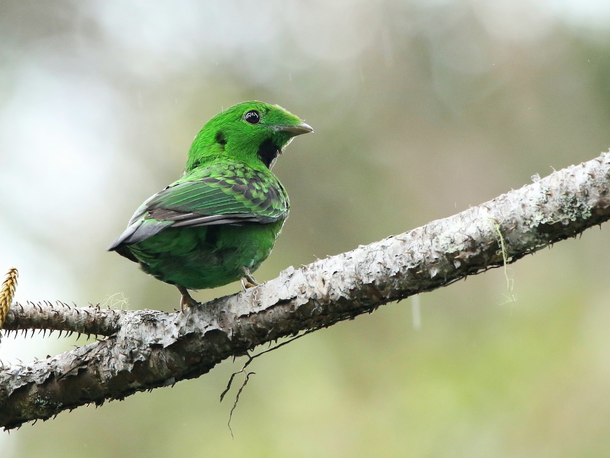 Eurylaime de Whitehead - ML650945152