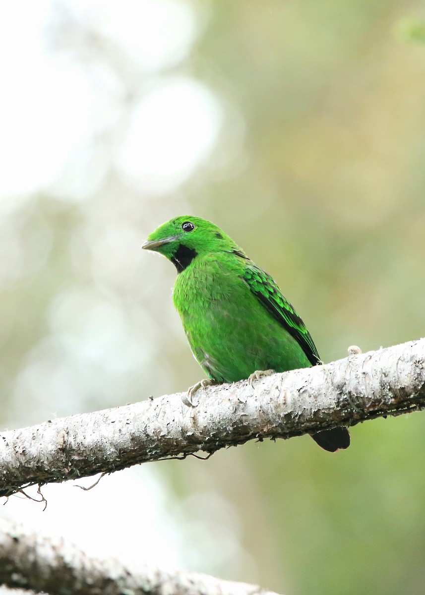 Eurylaime de Whitehead - ML650945153