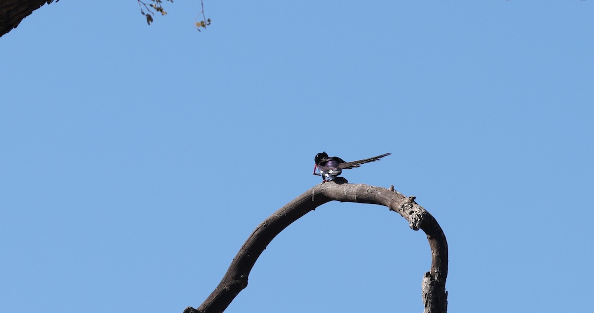 Green Woodhoopoe - ML650945177
