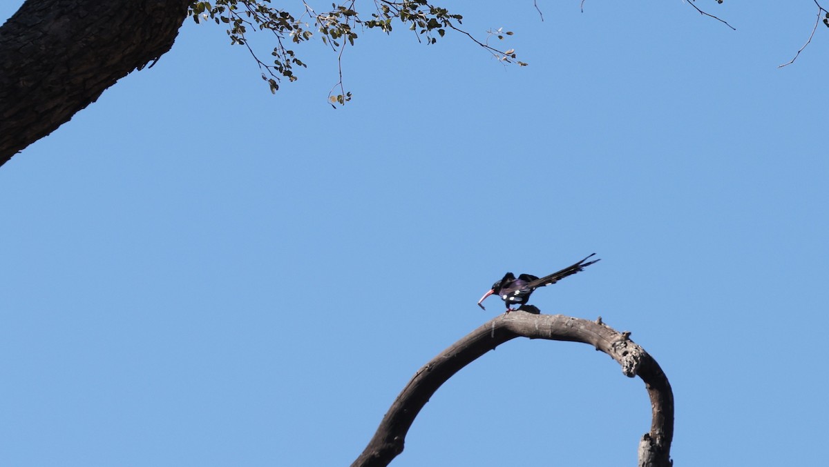 Green Woodhoopoe - ML650945178