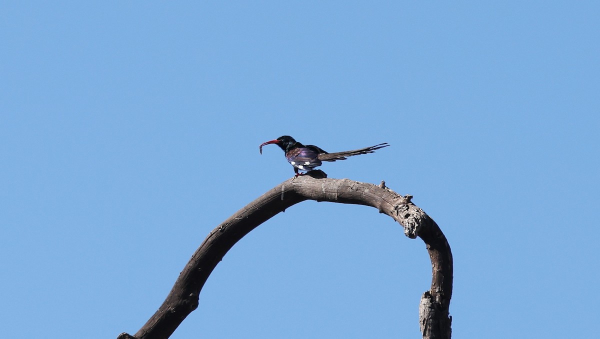 Green Woodhoopoe - ML650945179