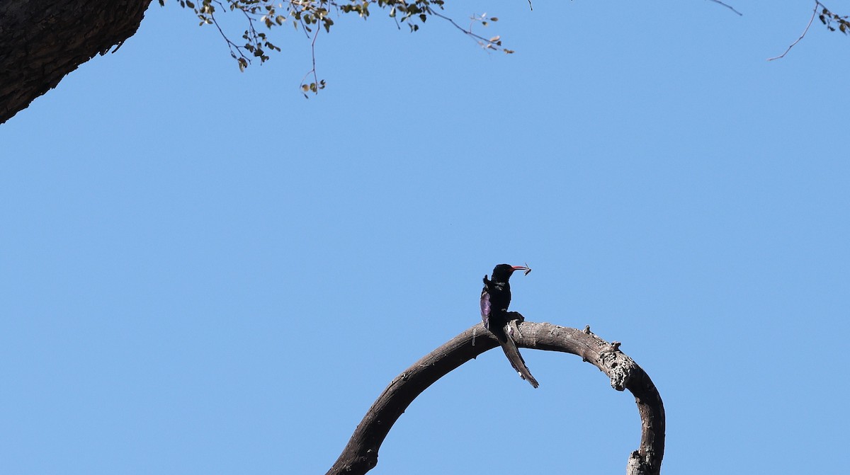 Green Woodhoopoe - ML650945180