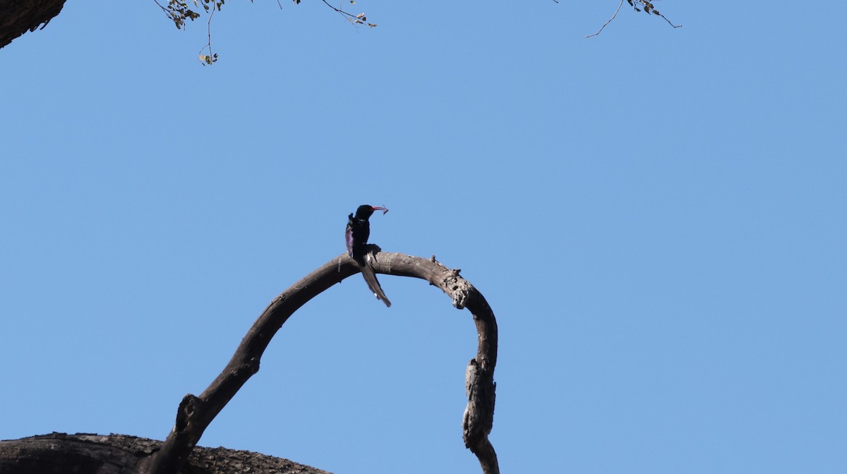 Green Woodhoopoe - ML650945181