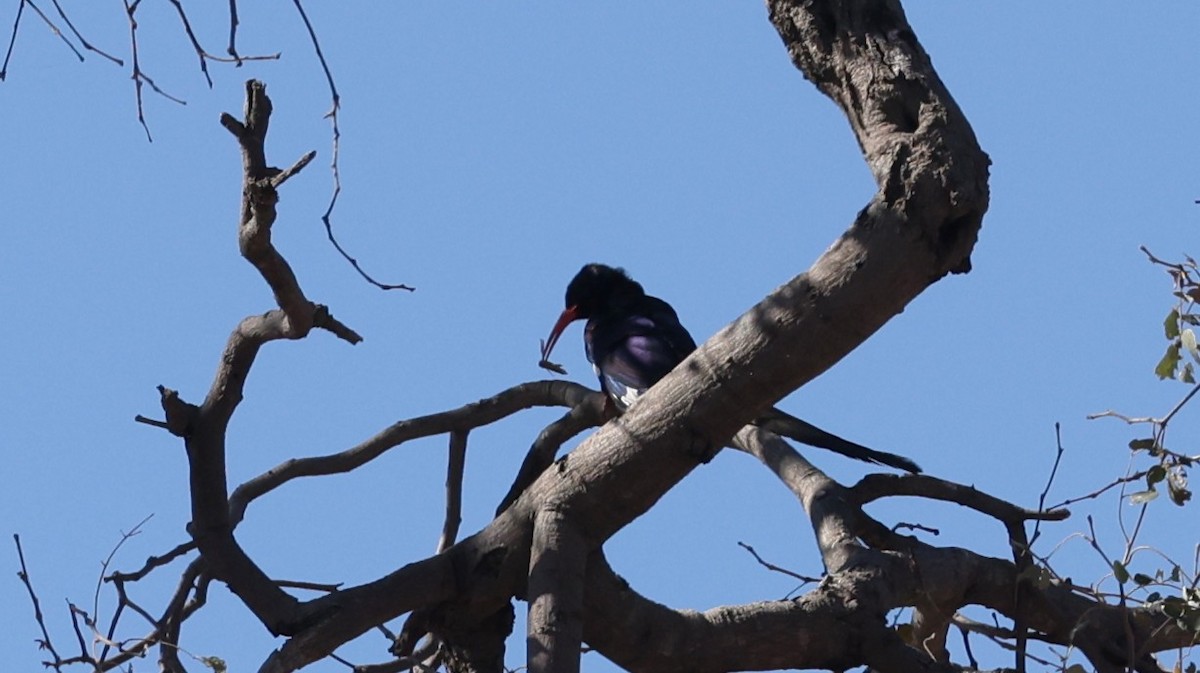 Green Woodhoopoe - ML650945182